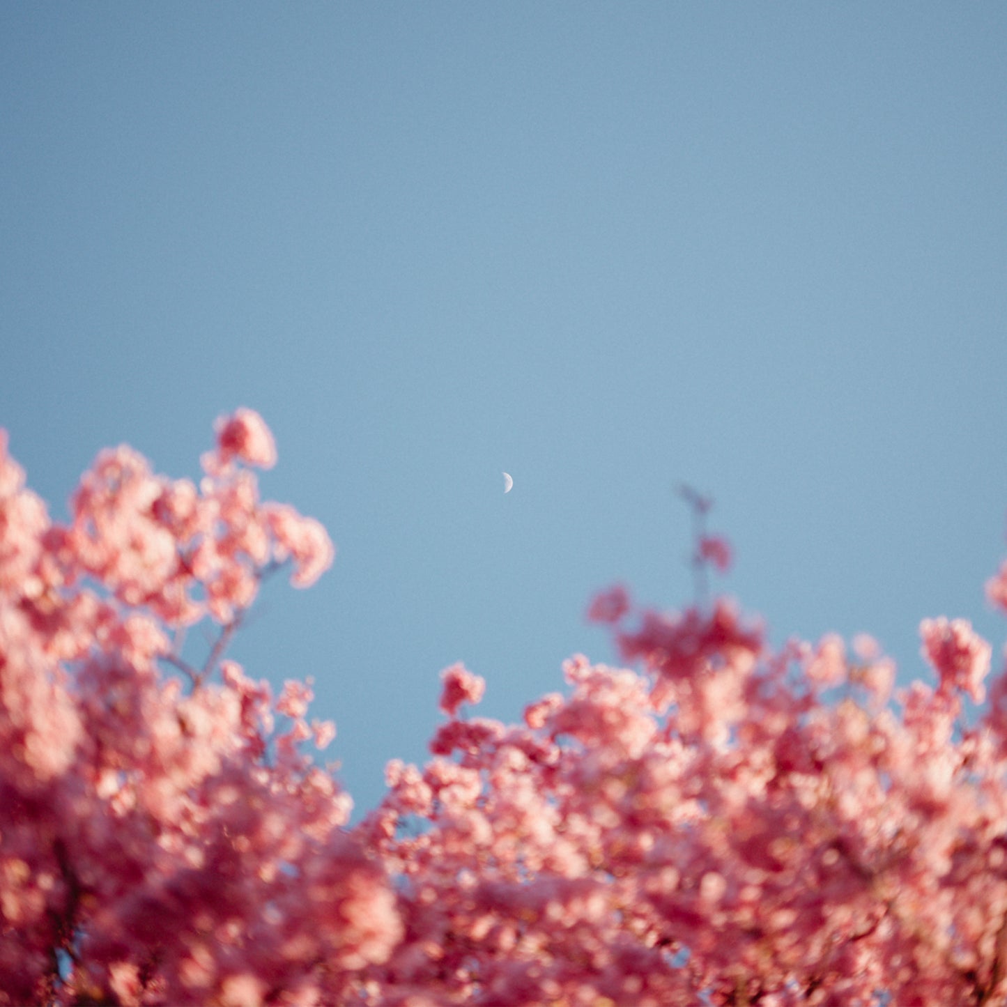 Lightroom Essential Presets II by Akiomi Kuroda